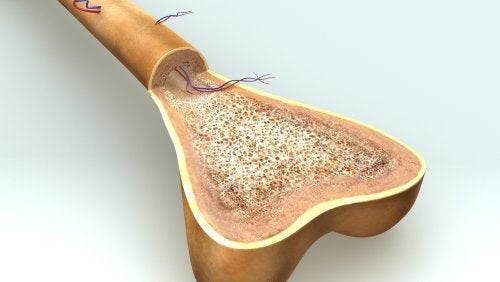 Osteogeneza - w jaki sposób rosną kości?