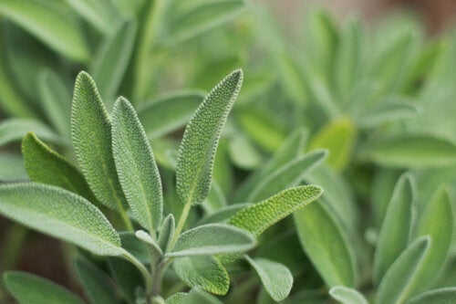 Szałwia - rodzaje zioła i jego doskonałe właściwości lecznicze
