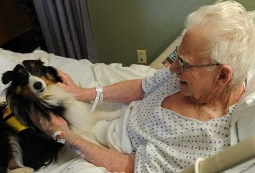 Zwierzęta odwiedzają pacjentów w tym szpitalu