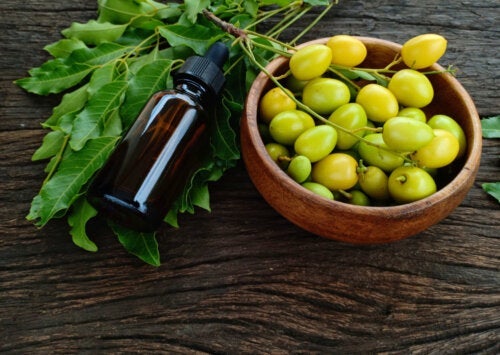 Jak się stosuje olejek Neem do pielęgnacji roślin ogrodowych?