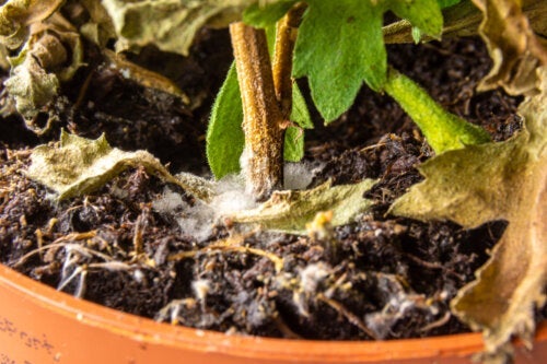 Jak usunąć białą pleśń z gleby i roślin?