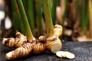 Galangal: zastosowania i właściwości