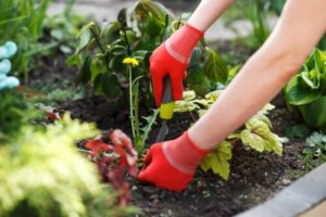 Narzędzia do usuwania chwastów w Twoim ogrodzie