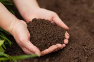 Jak zrobić organiczny nawóz Bokashi?