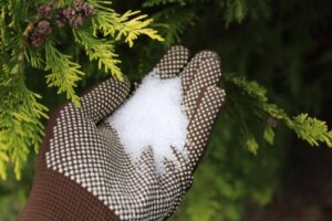 Sposoby na wykorzystanie soli Epsom w ogrodzie