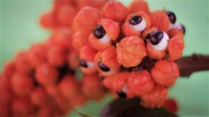 Guarana: zastosowania, właściwości i przeciwwskazania