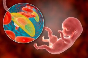 Łożysko tylne lub przednie: co to znaczy w ciąży?