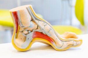 Stopy - budowa anatomiczna i typowe problemy