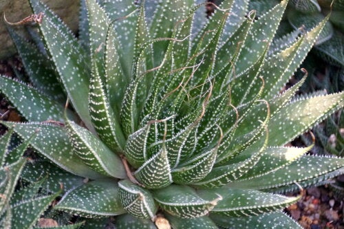 Aloe Pratensis: charakterystyka rośliny i porady pielęgnacyjne