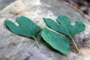 Herbata Sasafras: wszystko, co powinieneś wiedzieć, zanim spróbujesz