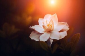 Gardenia - podstawowe rodzaje i ich charakterystyka