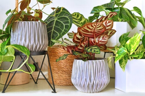 Rośliny tropikalne - kilka propozycji dla dekoracji domu