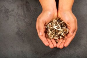 Nasiona moringi - czy wspomagają proces odchudzania?