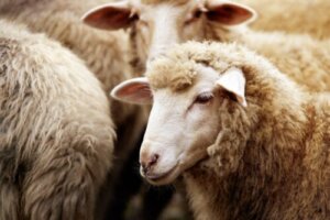 Mleko owcze: właściwości, zalety i wartość odżywcza
