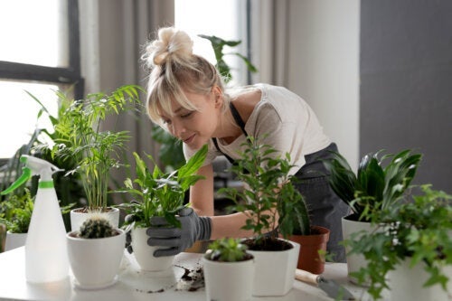 Chelatowane żelazo: jakie korzyści może przynieść twoim roślinom?
