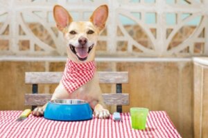 Jak powinno wyglądać czyszczenie miski psa?