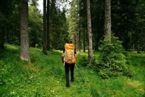 Shinrin Yoku lub kąpiel w lesie: jakie przynosi korzyści?