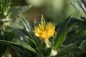 Oset lekarski: właściwości i zalecenia dotyczące stosowania