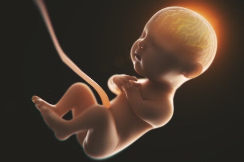 Picie alkoholu w czasie ciąży może zmienić kształt mózgu niemowlęcia