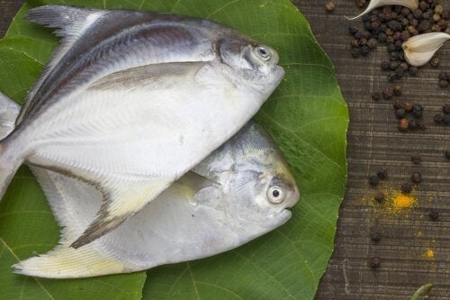 Palometa, ryba bogata w białko