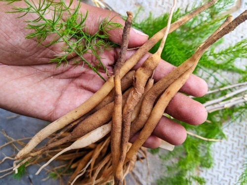 Shatavari: roślina ajurwedyjska dla zdrowia kobiet