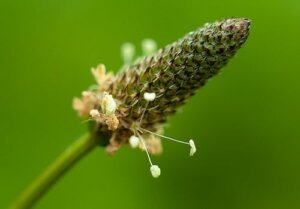 Stosowanie babki lancetowatej, starożytnego zioła