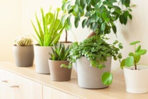 Szczęśliwe rośliny według Feng Shui