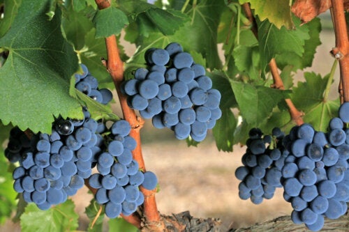 Winogrono grenache: charakterystyka i właściwości