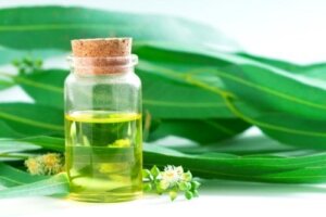 Eukaliptus - 5 naturalnych środków, o których warto wiedzieć