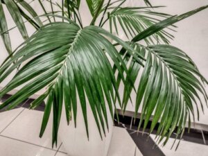 Kencja - duża i elegancka palma doniczkowa