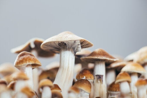Psylocybina przeciw depresji: jakie są jej skutki?