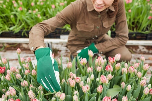 Tulipany - w jaki sposób je sadzić i pielęgnować