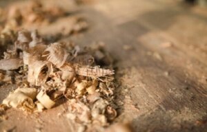 Trociny - 8 praktycznych zastosowań w domu