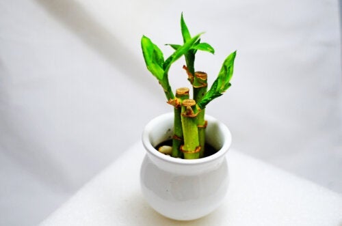 Lucky Bamboo: charakterystyka i pielęgnacja