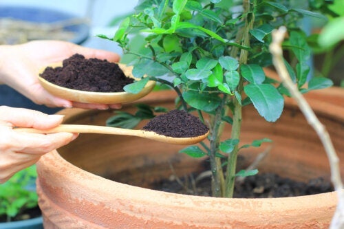 Substancje humusowe: charakterystyka i korzyści dla roślin