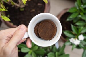Jak używać kawy mielonej do pielęgnacji roślin