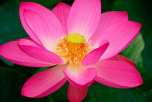 Kwiat lotosu - jak wyhodować go w akwarium