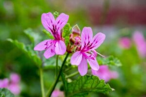 Pelargonie: charakterystyka i pielęgnacja