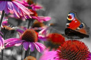 Ogród motyli koło domu - wybór roślin, pielęgnacja i wskazówki