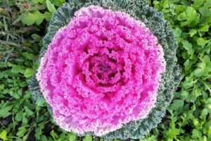 Kapusta ozdobna: pielęgnacja i wskazówki dotyczące uprawy