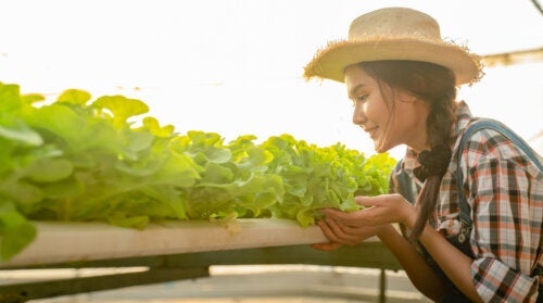 8 wskazówek, ja osiągnąć udane uprawy hydroponiczne