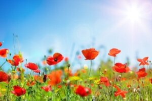 Rośliny ogrodowe - 10 gatunków, które lubią słońce i znoszą suszę