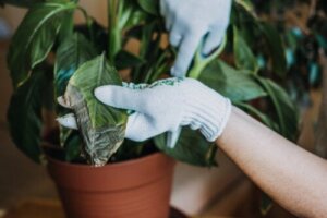3 skuteczne wskazówki, jak chronić rośliny doniczkowe przed grzybami