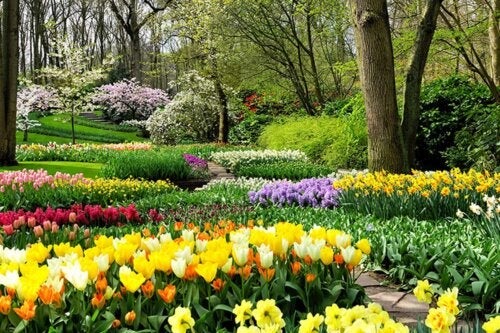 Przyszła wiosna! Posadź te rośliny cebulkowe w swoim ogrodzie, aby wypełnić go życiem i kolorem