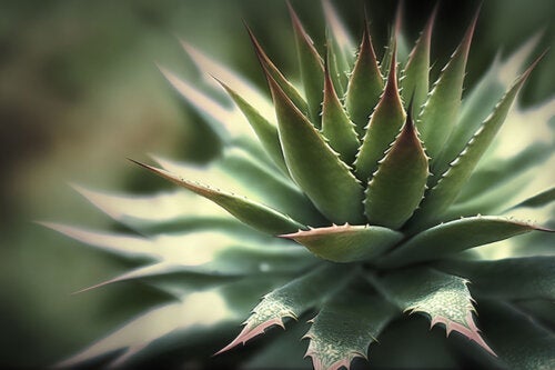 Aloes - 20 rodzajów doskonałych do dekoracji domu i ogrodu