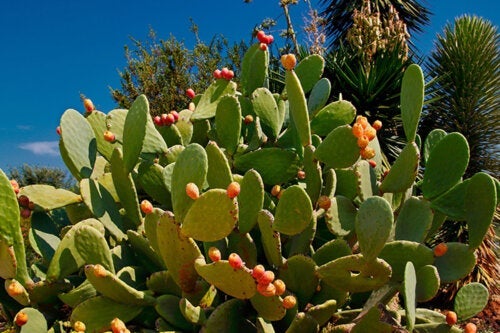 Kaktus nopal w domu: kompletny przewodnik, jak sadzić i pielęgnować