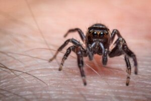 Ukąszenia pająka: pierwsza pomoc i kiedy zgłosić się do lekarza