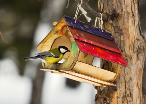 Karmniki dla ptaków: poznaj korzyści i dowiedz się, jak je zrobić w domu