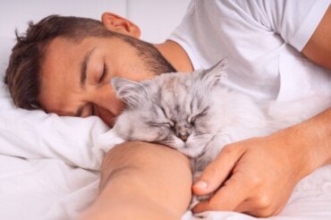 Spanie z kotem - czy to dobry pomysł?