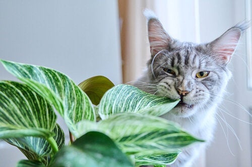 8 niebezpiecznych roślin doniczkowych dla psów i kotów, dbaj o swoje zwierzęta!